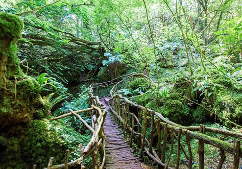 Forest of Dean